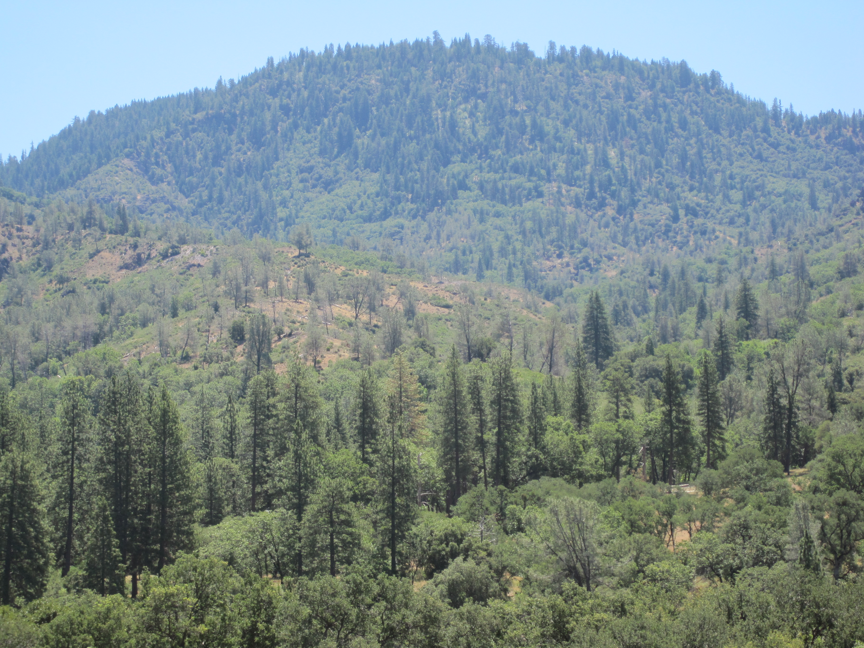 Forested ridges of conifers and oak in the remote Ishi Wilderness of Northern California
