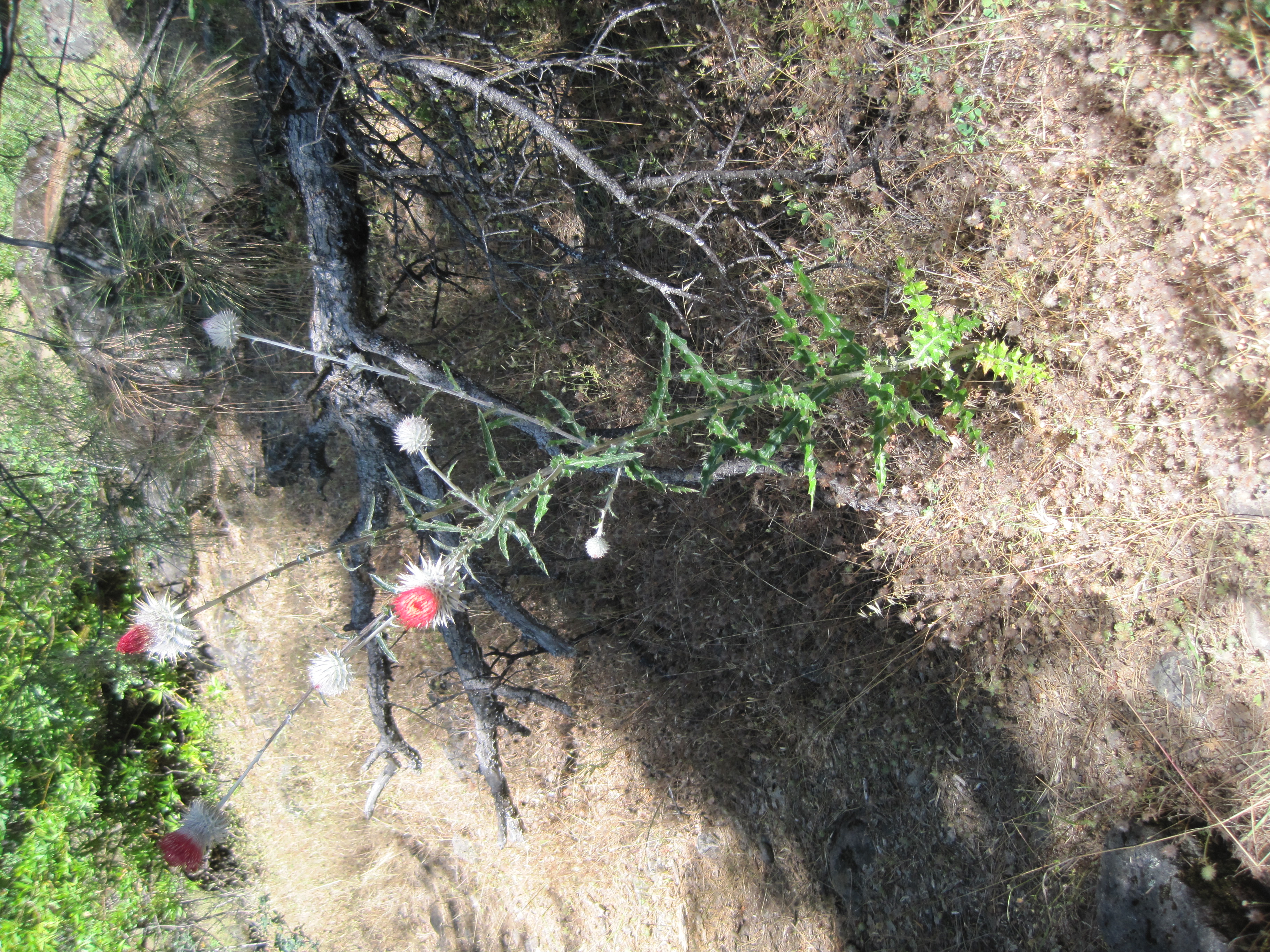 Tall wildflower with red blooms standing along the Mill Creek Trail in Ishi Wilderness